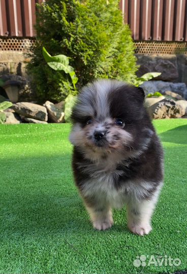 Щенки шпица