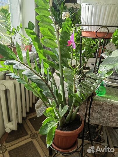 Продам Замиокулькас (долларовое дерево)