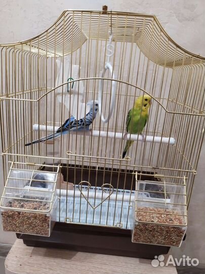 Волнистый попугай с клеткой