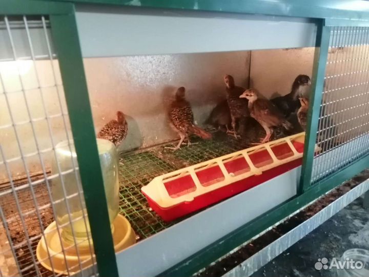 Павлины, Фазан Серебристый