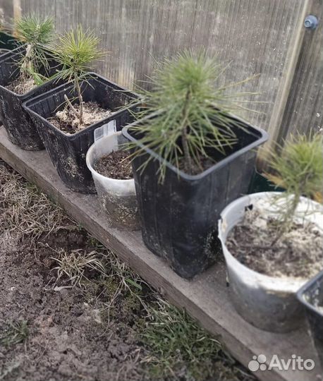 Кедр сибирский