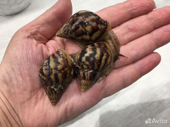 Улитки ахатины