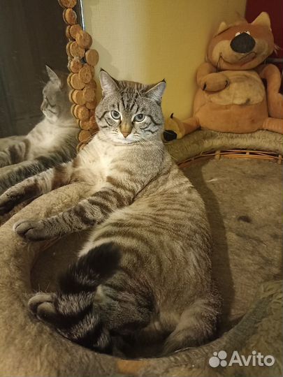 Кот - жених,вязка