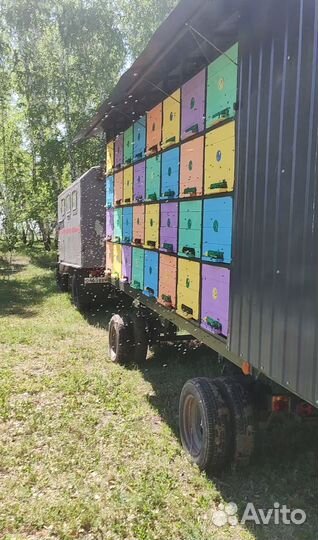 Мёд три литра 1200 личная пасека