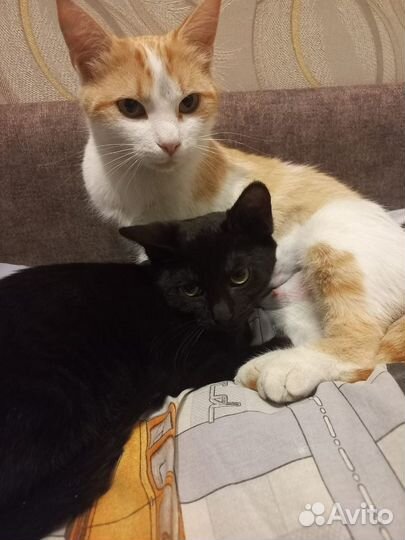 Рыжая кошка