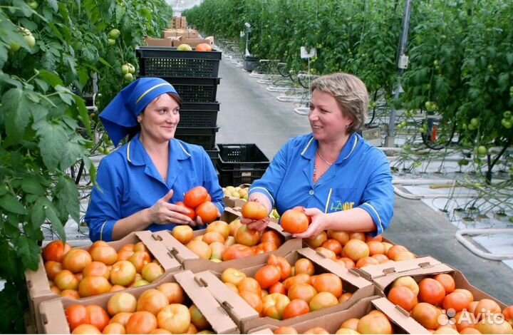Москва Вахта в тепличный комплекс Фасовщик томатов