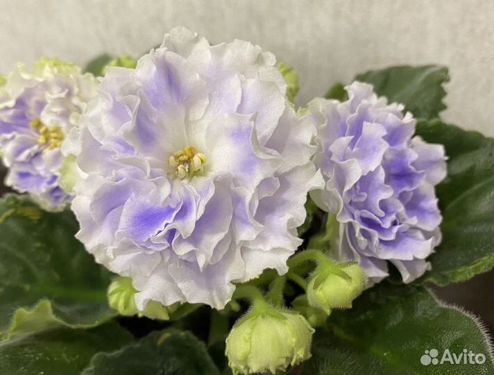 Фиалка рс Аквамарин