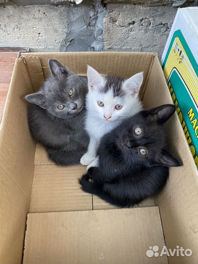 Котята в добрые руки