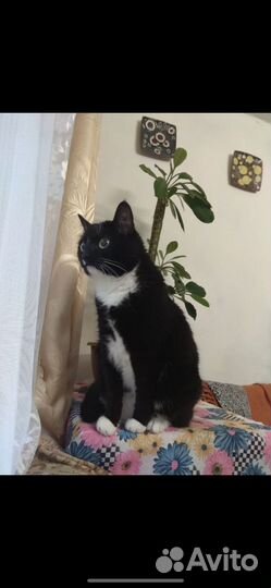 Кошка