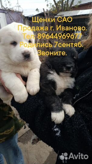 Щенки сао алабай