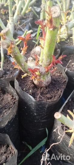 Кустовые розы саженцы