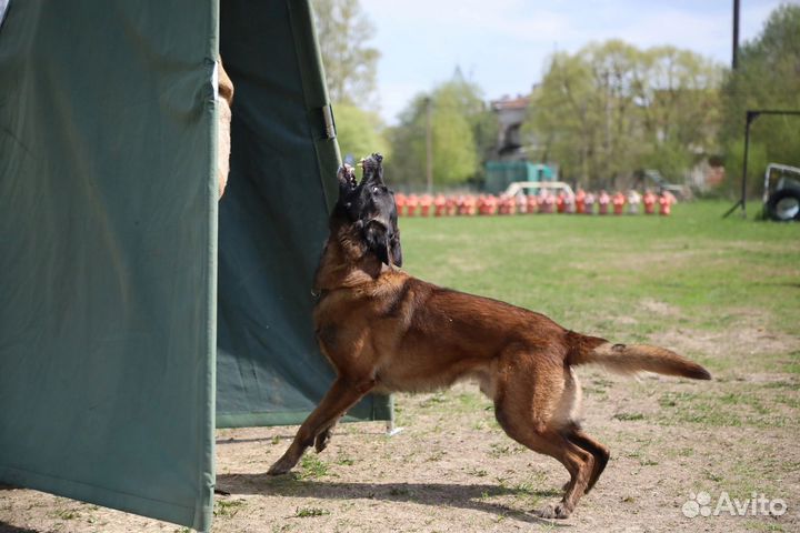 Кинолог Дрессировка собак (ветдиетолог,хендлер)