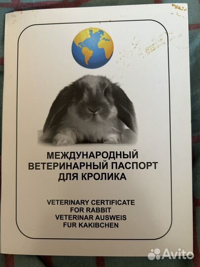 Карликовый кролик беличий из Царского Кролика