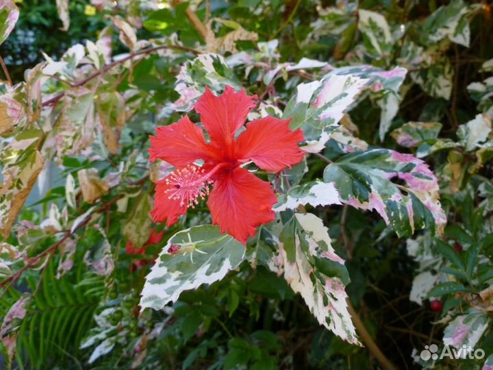 Гибискус Снежная Королева комнатные цветы