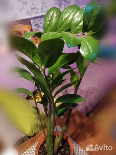 Замиокулькас