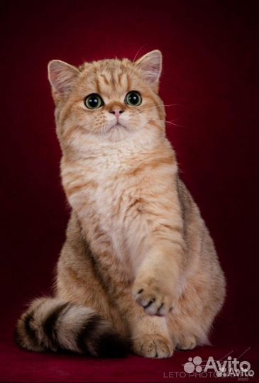 Замечательный мальчик. Бронь, есть ещё котята