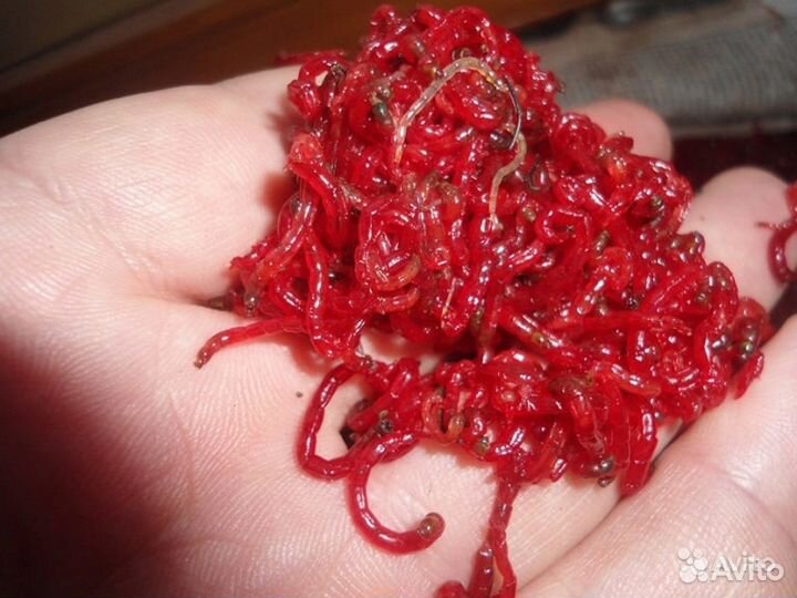 Мотыль Насадочный крупный(урал)