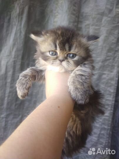 Персидские котята