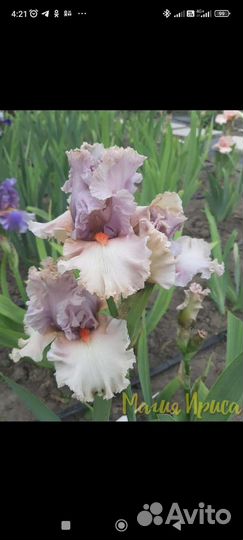 Цветы ирисы