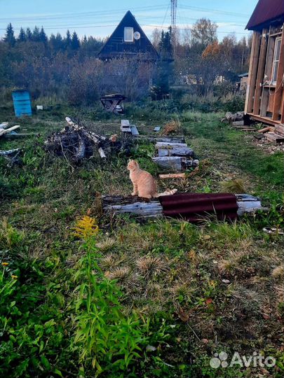 Кошки в добрые руки бесплатно