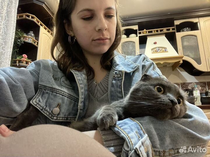 Передержка кошек