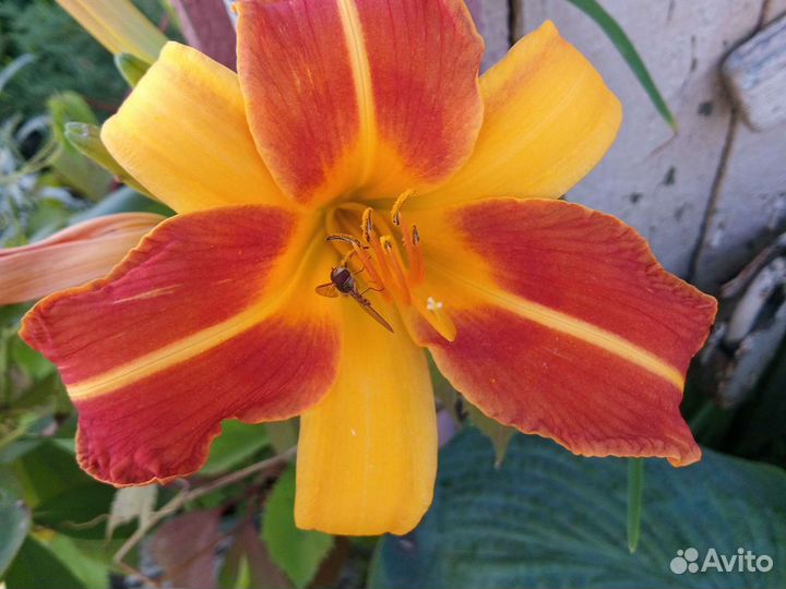 Гейхеры,лилейники,седум,физостегия