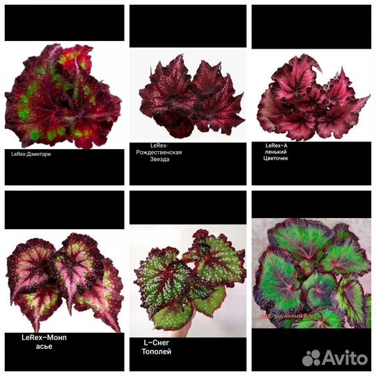 Королевские бегонии