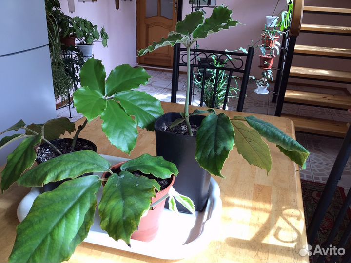 Тетрастигма