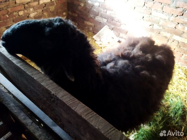 Овцы бараны