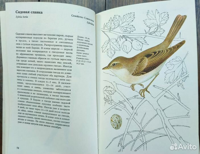 Книга про птиц