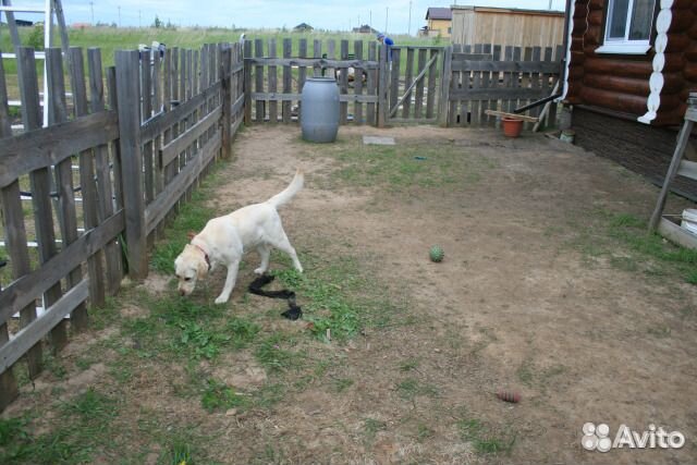 Передержка собак