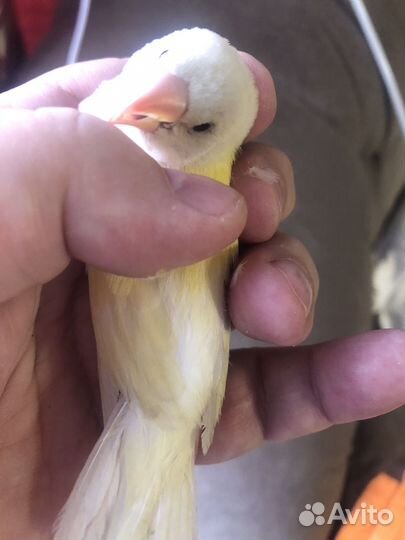 Амадины гульда