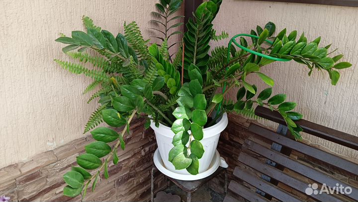 Замиокулькас