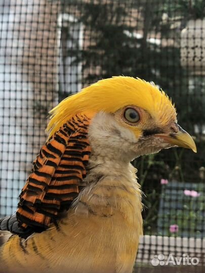 Лимонные фазаны