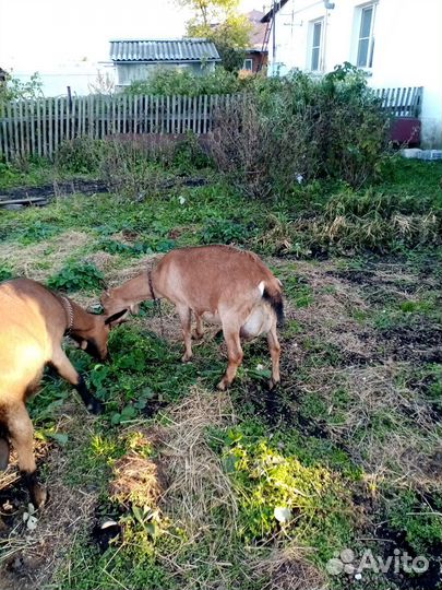 Коза дойная