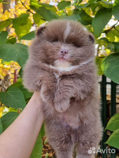 Щенки шпиц померанец