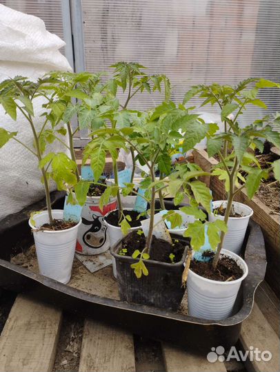 Рассада помидор 