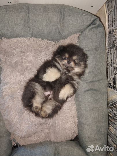 Померанский шпиц