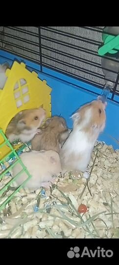 Серийские хомяки