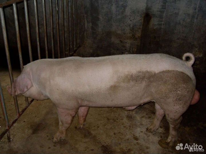 Искусственное осеменение свиней, семя хряка