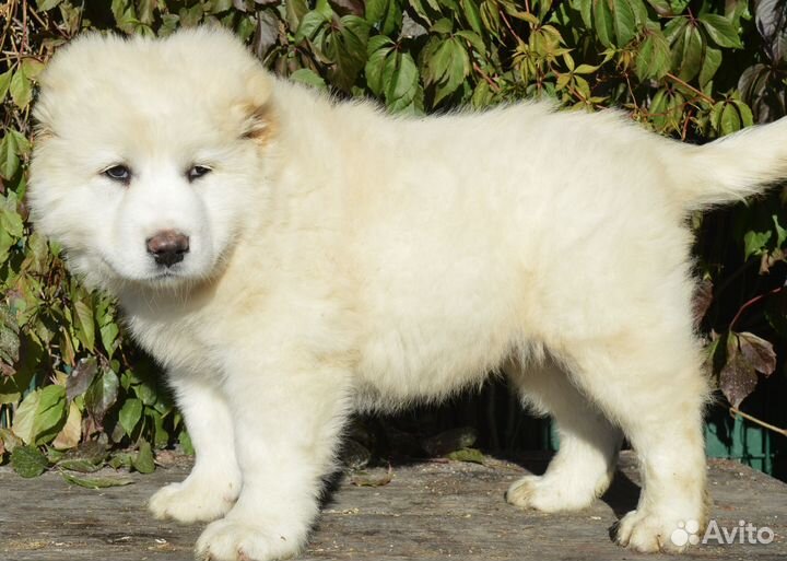 Кавказская овчарка мальчик белый