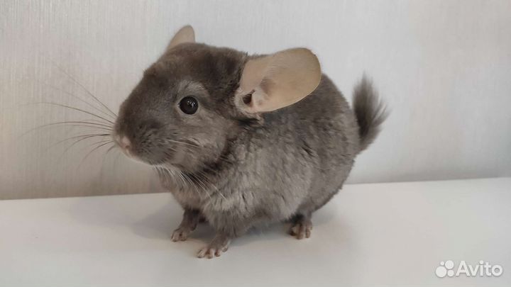 Шиншилла носитель ангоры гетеробеж