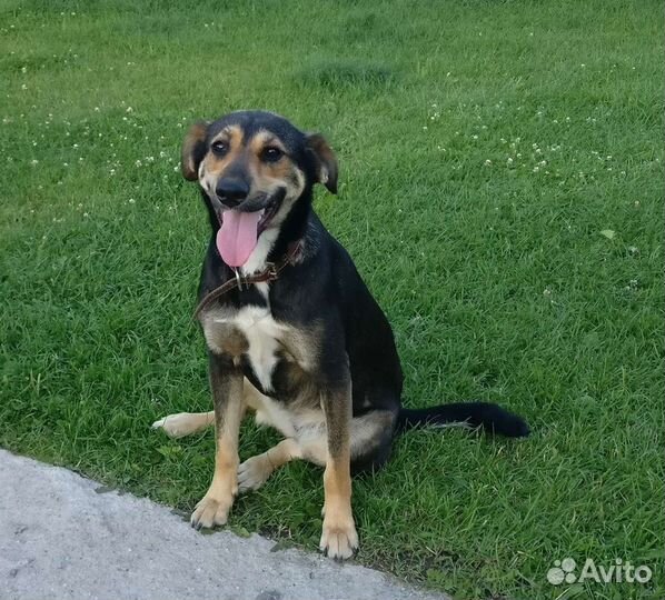 Собака в добрые руки