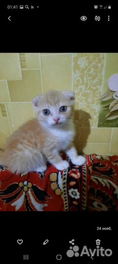 Британские котята