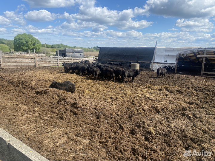 Навоз коровий