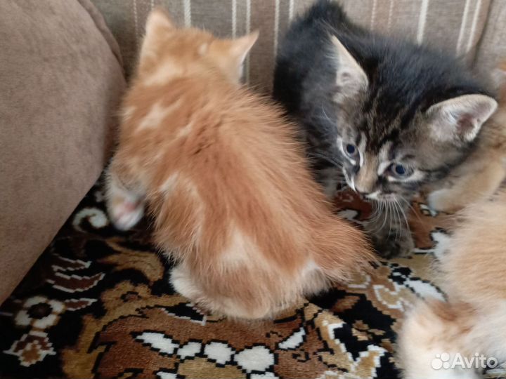 Котята курильский бобтейл