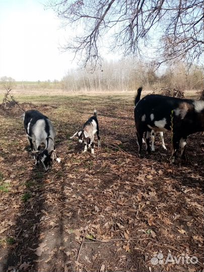 Козы, козёл, козочка