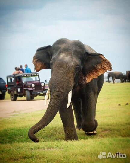 Туры на Шри-Ланку