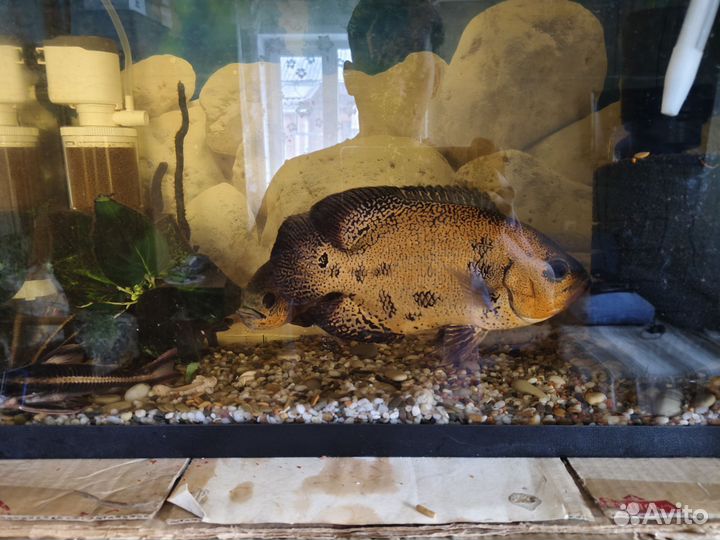 Астронотус тигровый окрас