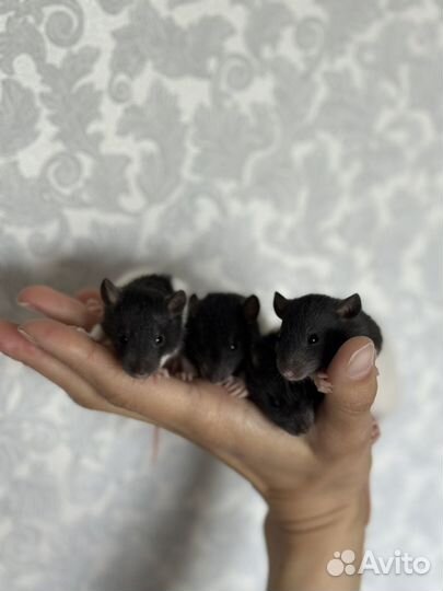 Крыса дамбо